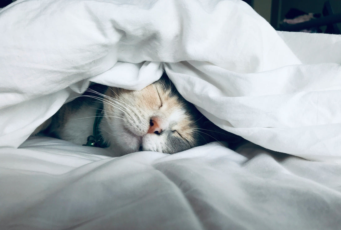 7 Reasons Why Soy Wax is Better for Pets