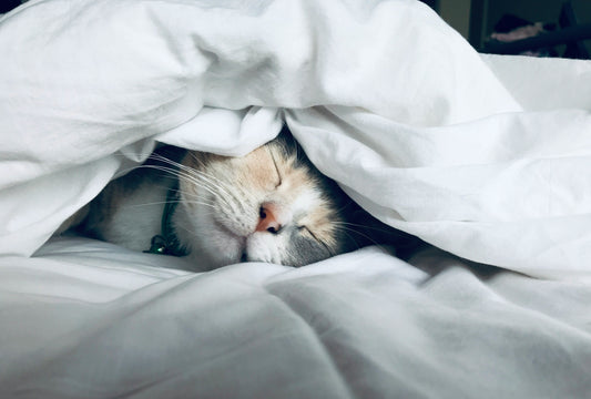 7 Reasons Why Soy Wax is Better for Pets